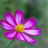 Фото профиля ちぃばぁとチャコ
