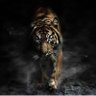Sbusiso Zibusiso profil fotoğrafı