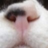 Фото профиля gatto pazzo