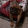 Bruno Barks's profile picture