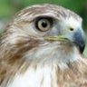 Архип Архипов profil fotoğrafı
