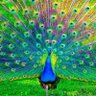 fay profil fotoğrafı