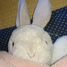 Profilbild von あまのりう