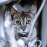 さくらねこ🇯🇵🇺🇦🇹🇼 profil fotoğrafı