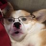 Profilbild von Corgi Commodore