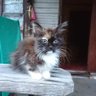 Кирилл profil fotoğrafı