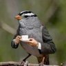 Abu Anees ⚪ profil fotoğrafı