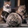 Profilbild von こぶた