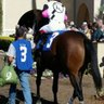 MnM Thoroughbreds profil fotoğrafı