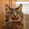 Фото профиля tom