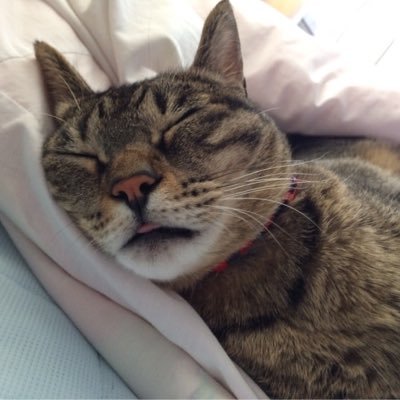 神の尾's profile picture