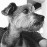 Blackeyeddog's profile picture