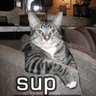 easilyamused's profile picture