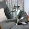 ベジママ🐈🐈⬛🦀🧛👕 的头像