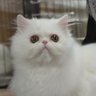 Poriafu's profile picture