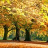 Фото профиля Alfredk9