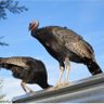 Фото профиля 🇺🇸Real Turkey🇺🇸