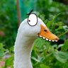 Profilbild von QuackAttack