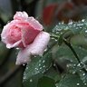 Фото профиля غالي