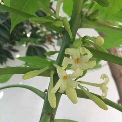 seedling02's profile picture