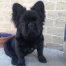 Фото профиля French Doggo