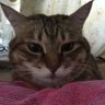 Shin profil fotoğrafı