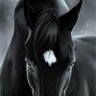 Profilbild von Laheeb-- لهيب