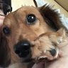 ハタ坊 profil fotoğrafı