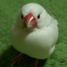 PiPi_Bunchou's profile picture