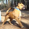 Фото профиля American Sentinel K9