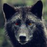 S.E. Abyss Wolf's profile picture