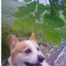 ポン太's profile picture
