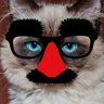 Vervex's profile picture