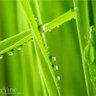 Green is my favorite color profil fotoğrafı