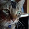 はるにゃん0802 profil fotoğrafı