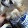 そらち🐶's profile picture