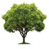 Mr. Trees's profile picture