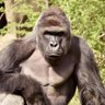 Harambe4Chaos's profile picture