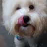 Alita de pollo's profile picture
