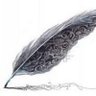 plume rouillée's profile picture