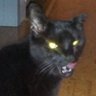 goblincat 的头像