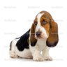 Фото профиля el del perrito