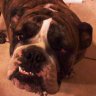 Vinnie Bull's profile picture