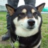 かめおぢ 的头像