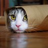 meow 的头像