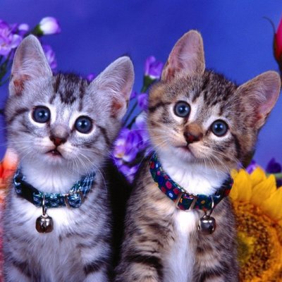 cracia2's profile picture
