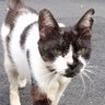 Фото профиля 猫班長
