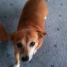 dogs better than people 的头像