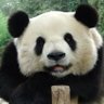 Don Panda's profile picture