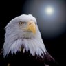 Profilbild von FREEDOMRINGER
